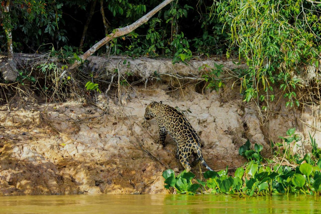 Santa Rosa Pantanal Hotel Porto Jofre エクステリア 写真