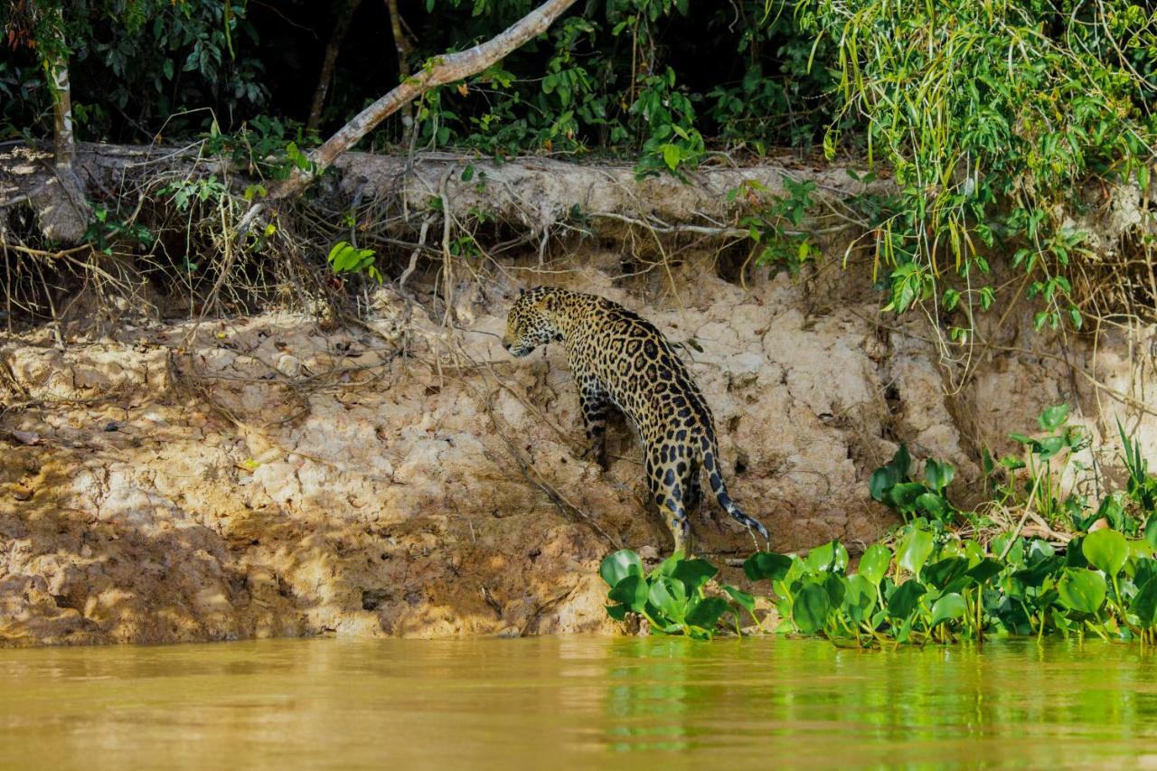 Santa Rosa Pantanal Hotel Porto Jofre エクステリア 写真