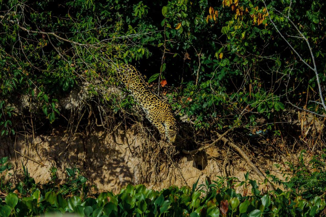 Santa Rosa Pantanal Hotel Porto Jofre エクステリア 写真